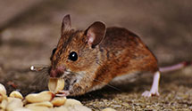 24 Hour & Emergency Exterminators in Maple Grove, WA